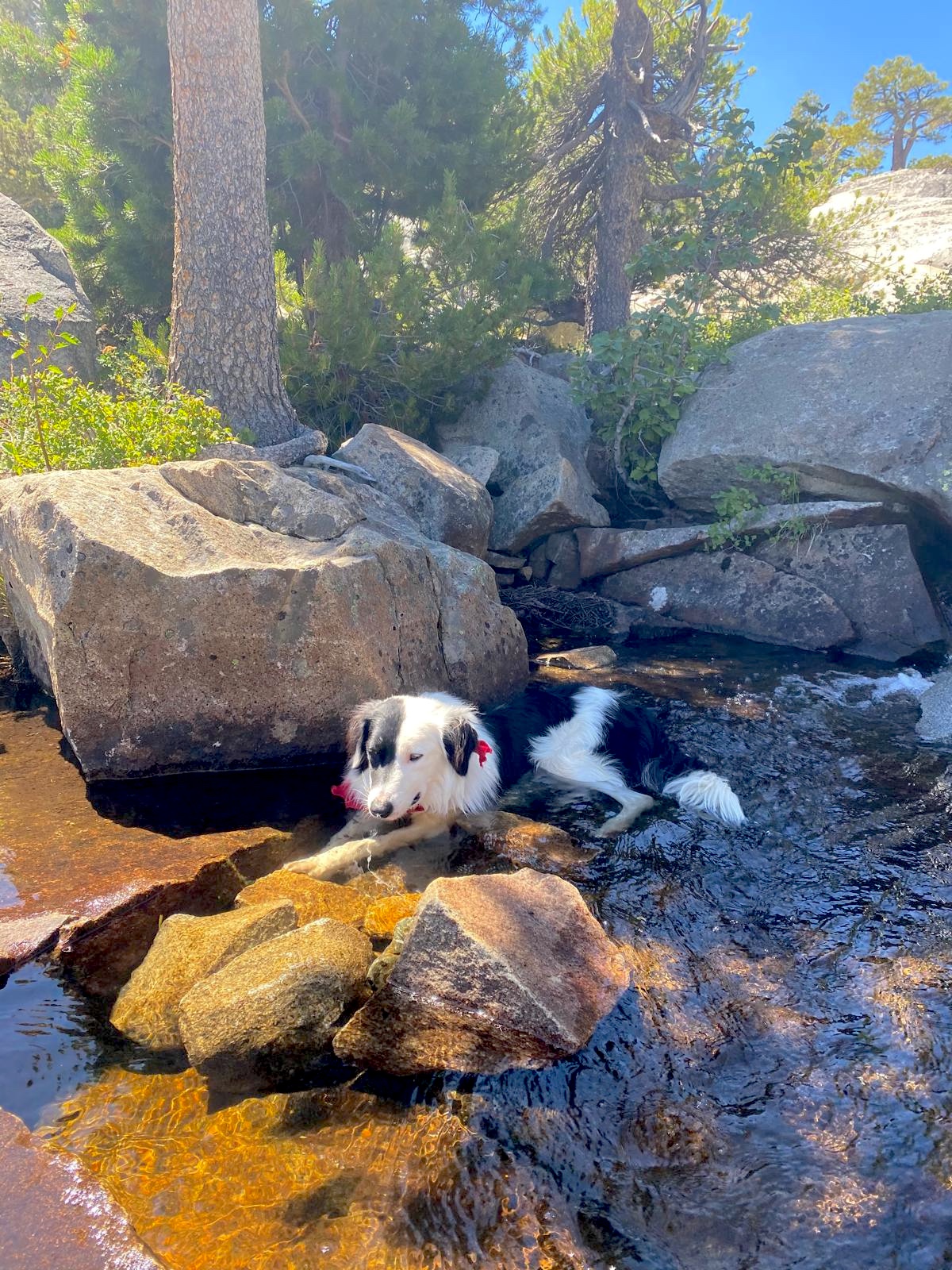 Leptospirosis Alert in Berkeley: What Every Pet Owner Needs to Know