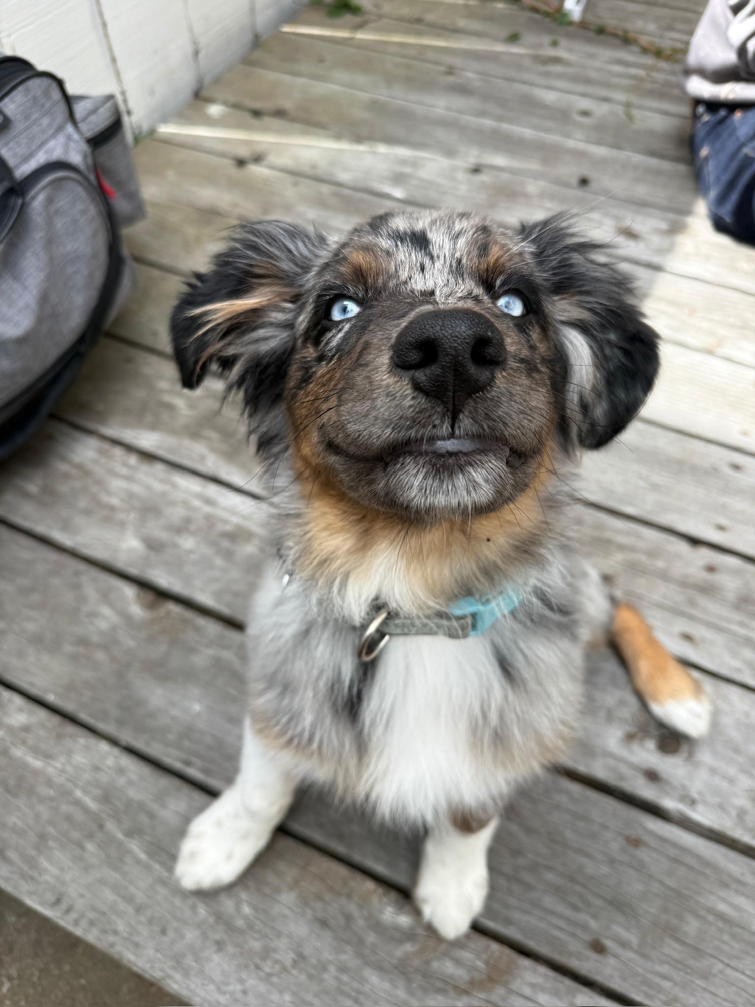 National Puppy Day: Your New Puppy’s First Vet Visit — What to Expect