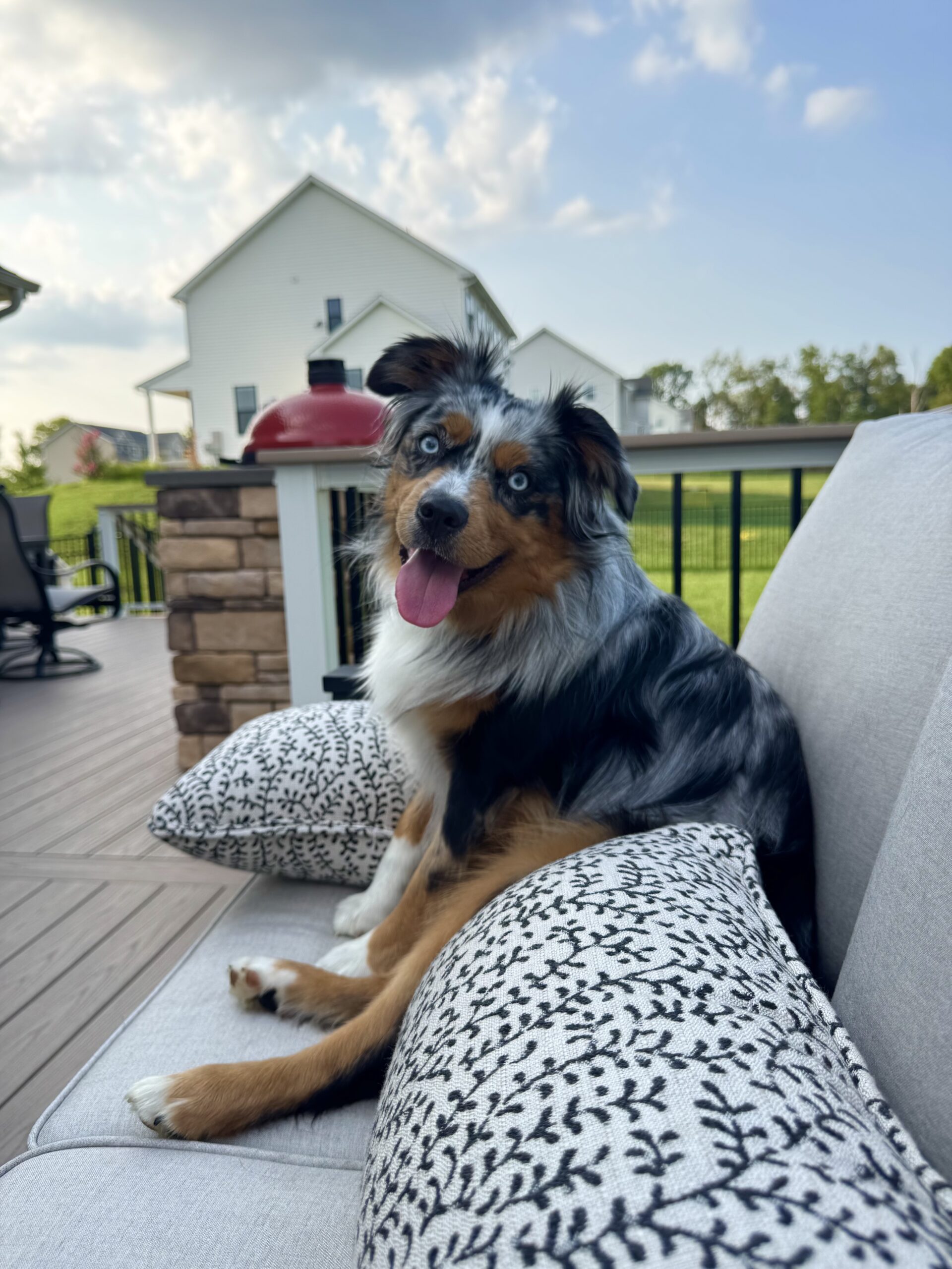 Heat Stroke in Dogs and Cats: Signs, Prevention and What Bay Area Pet Parents Need to Know